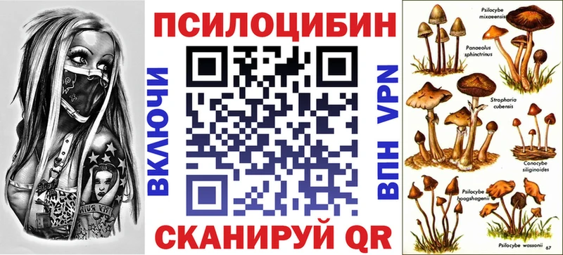 Купить  Курчалой  Галлюциногенные грибы Psilocybine cubensis 